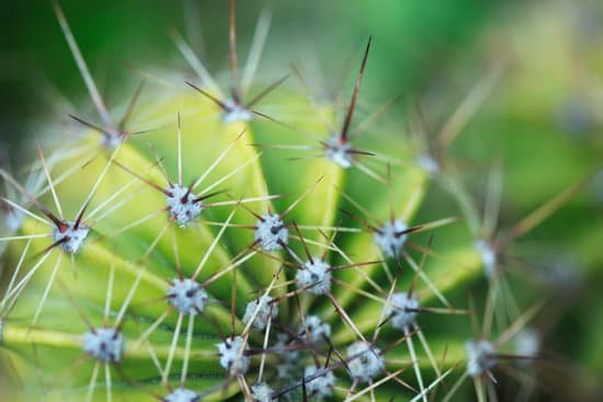 canva cactus MAC991PEoUE