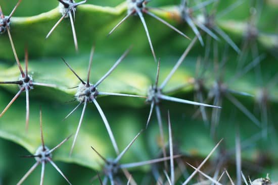 canva cactus MAC9962nIug