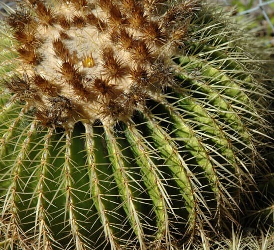 canva cactus MAC9BBMDvv0