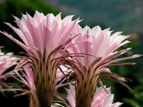 canva cactus MAC9BcvtKts