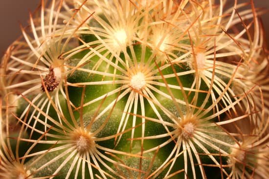 canva cactus MAC9DVvuU Q