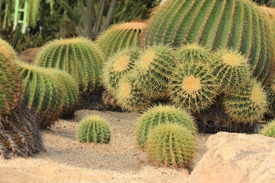 canva cactus MAC9HQrV9mI