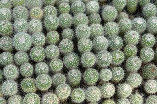 canva cactus MAC9 Ue5eR0