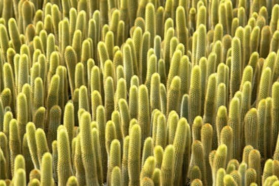 canva cactus MAC9 WrXXtA