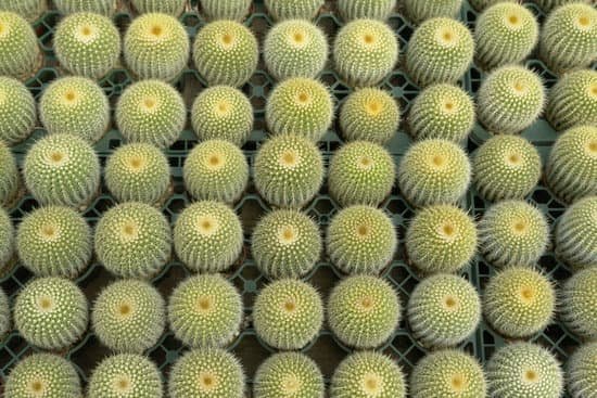 canva cactus