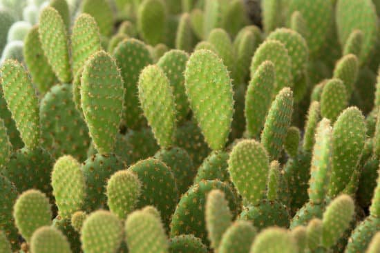 canva cactus MAC9 eJD5RQ