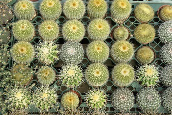 canva cactus MAC9 eov3BQ