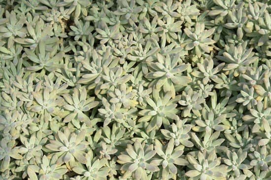 canva cactus MAC9 qoXhtk
