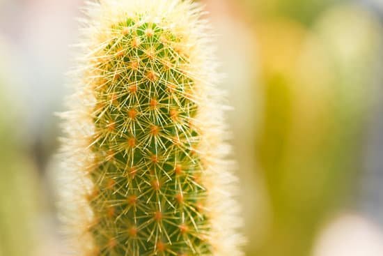 canva cactus MAC9pMiiLDM