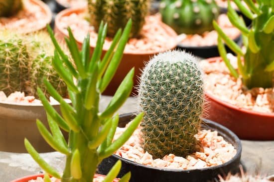 canva cactus