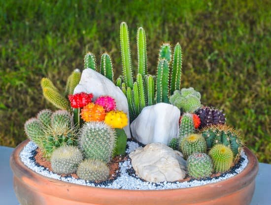 canva cactus MAC 9VyLvfQ