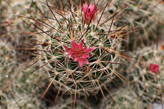 canva cactus