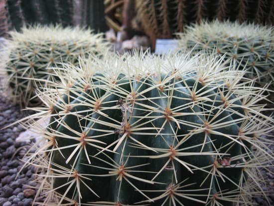 canva cactus MAC W GTs94