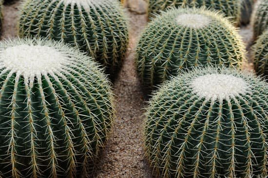 canva cactus MAC qGTj BY