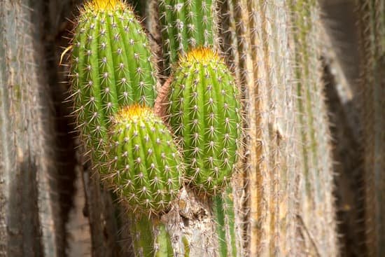 canva cactus