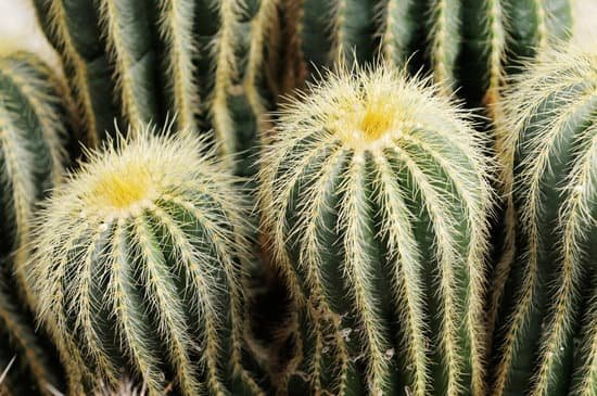 canva cactus