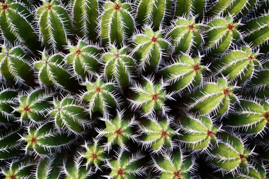canva cactus MAD33qZHPYY