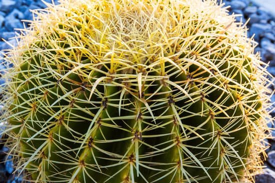 canva cactus MADA2Kd9kiw