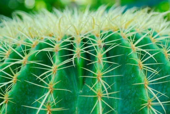 canva cactus MADA91dJGqc