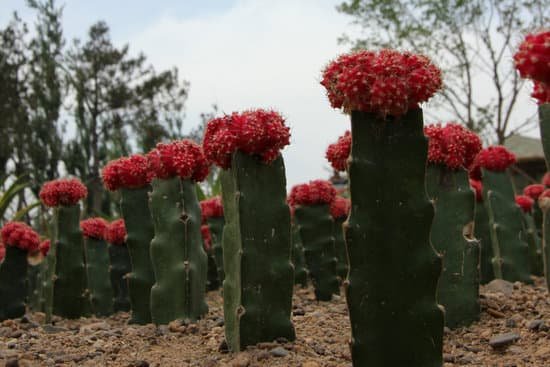 canva cactus MADAA9jRLE0