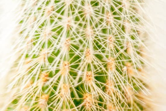 canva cactus MADAMkUh1pE