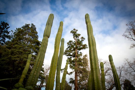 canva cactus MADAMv oI0k