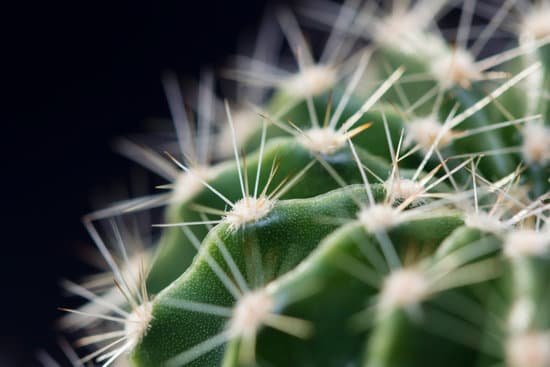 canva cactus MADAVRYUHQg