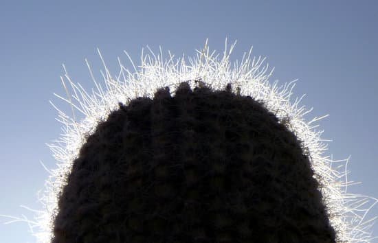 canva cactus MADAXEb34NM