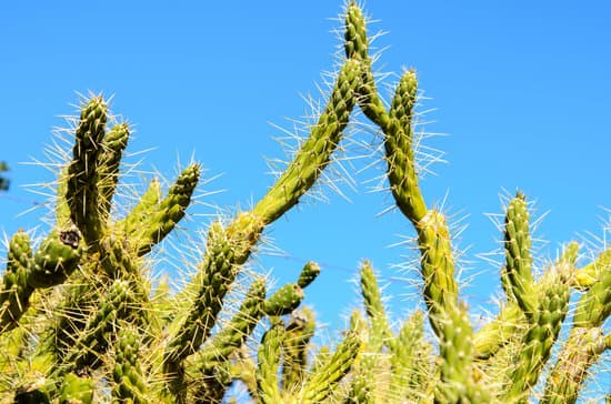 canva cactus MADAmLXtOa8