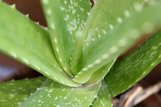 canva cactus MADAnm8oCSI