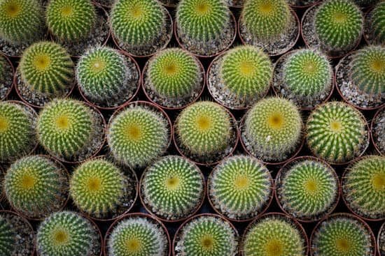 canva cactus MADArADam3s