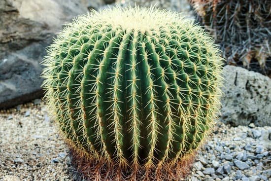 canva cactus MADB1yAdD8w