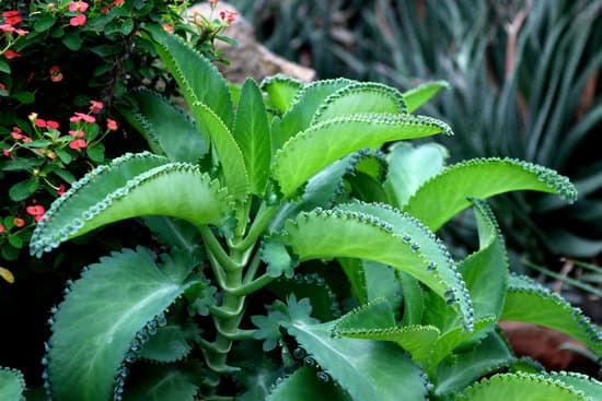 canva cactus MADB6hvwt0A