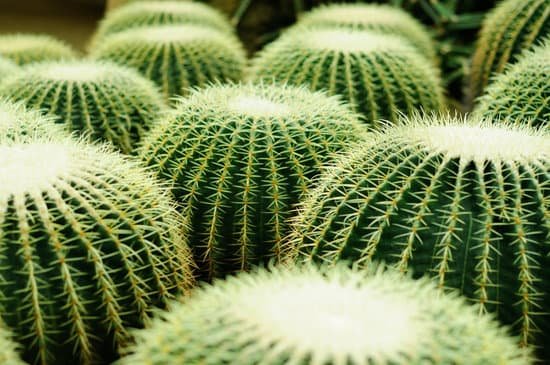 canva cactus