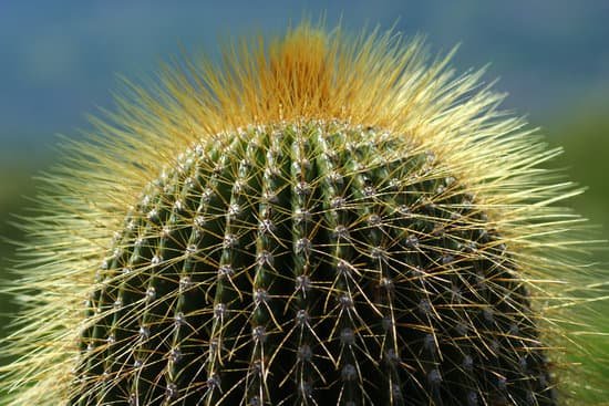 canva cactus MADBErHI53o