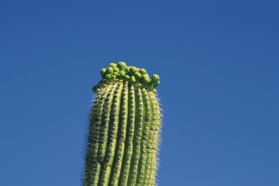 canva cactus MADBFAVGOMU