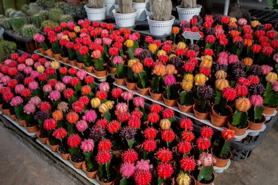 canva cactus MADBFIqmmwo