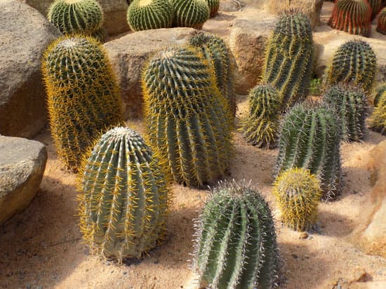 canva cactus MADBIdmYGZU