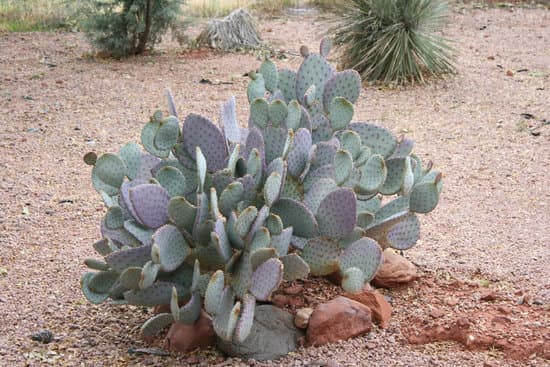canva cactus MADBQT7ytb0