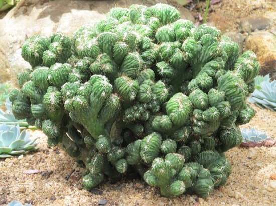 canva cactus MADBTUCgSPg