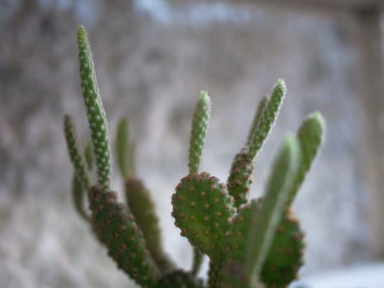 canva cactus MADBULtphWw