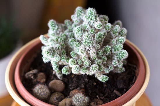 canva cactus MADBa8Q2EHk