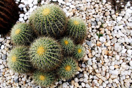 canva cactus MADBelXbC1Q