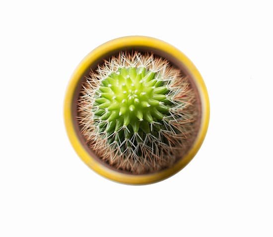 canva cactus MADBiGY0 Ro