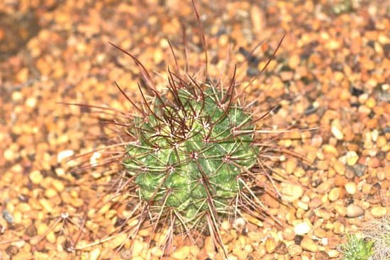 canva cactus MADBlU8lKEc