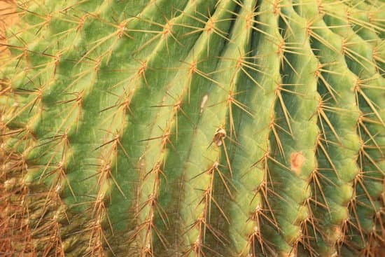 canva cactus MADBssMD8R8