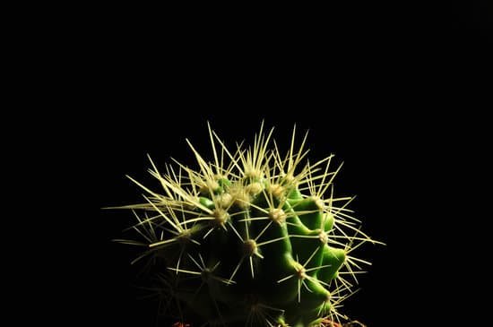 canva cactus MADCKTQUt94