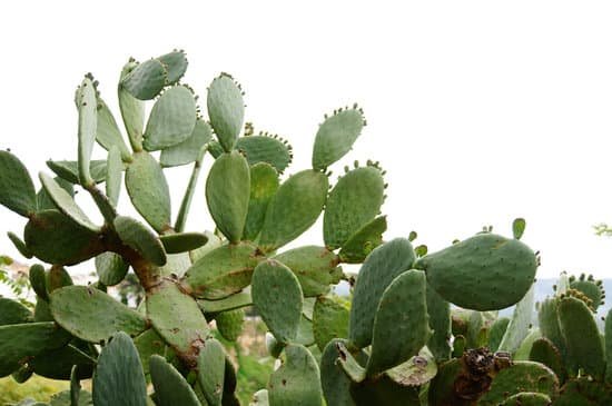 canva cactus MADCLVldaYg