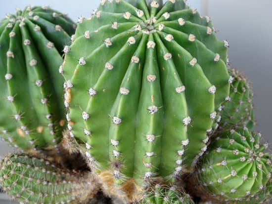 canva cactus