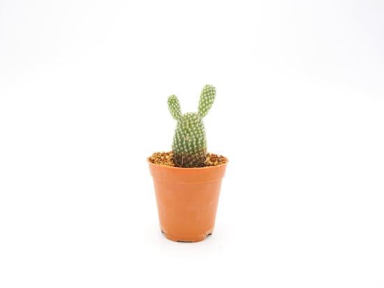 canva cactus MADCSuZXa1I